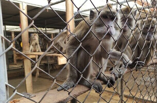 Macacos