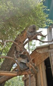 Santuario de Primates