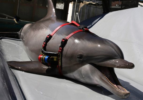 "Los delfines sionistas asesinos existen, según una publicación de Hamás"