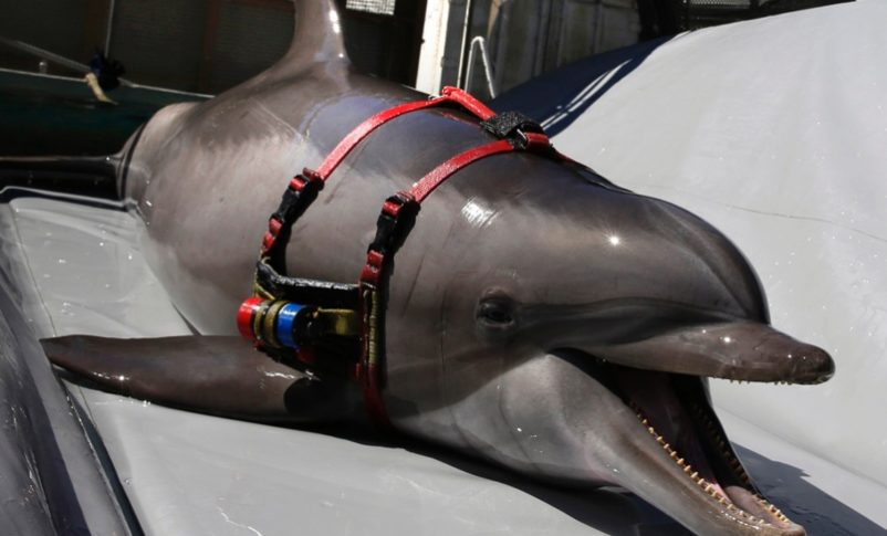 "Los delfines sionistas asesinos existen, según una publicación de Hamás"