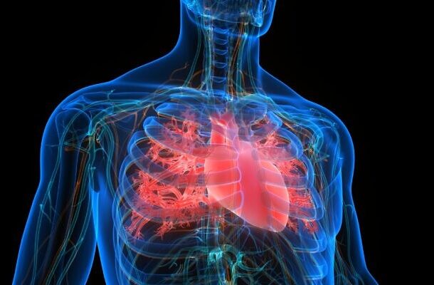 Illustration of a human heart