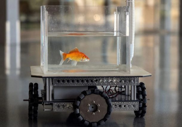 Un pez dorado navega por tierra utilizando un vehículo operado por peces desarrollado por un equipo de investigación de la Universidad Ben-Gurion en Beersheba, Israel, el 6 de enero de 2022. REUTERS / Ronen Zvulun