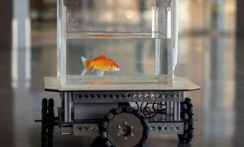Un pez dorado navega por tierra utilizando un vehículo operado por peces desarrollado por un equipo de investigación de la Universidad Ben-Gurion en Beersheba, Israel, el 6 de enero de 2022. REUTERS / Ronen Zvulun