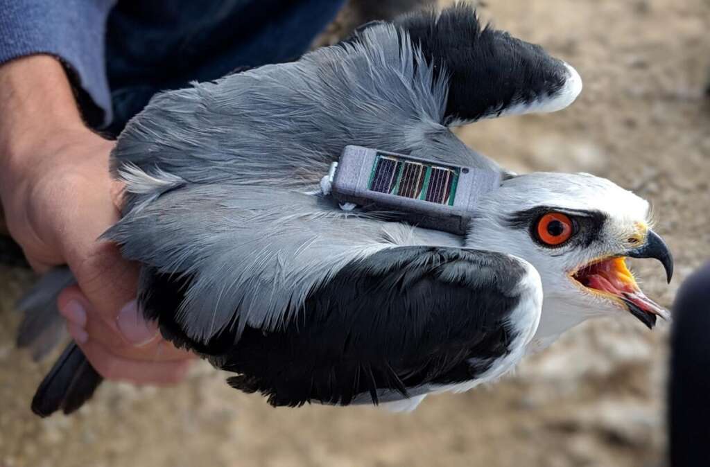  Una de las aves que participó del experimento de rastreo, con el equipo de radio (Foto: Universidad Hebrea de Jerusalén)