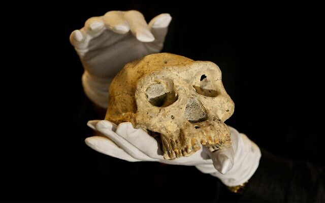 Un cráneo prehumano encontrado en 2005 en el suelo del pueblo medieval de Dmanisi, Georgia, fotografiado el 2 de octubre de 2013. (Foto AP/Shakh Aivazov)