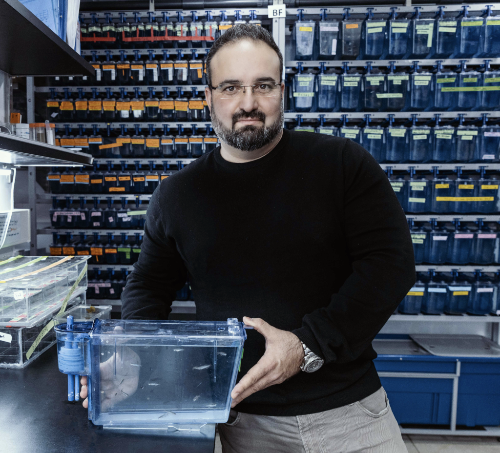 El Dr. Yaniv Elkouby de la Universidad Hebrea sosteniendo un pez cebra en su laboratorio. (Cortesía de la Universidad Hebrea)