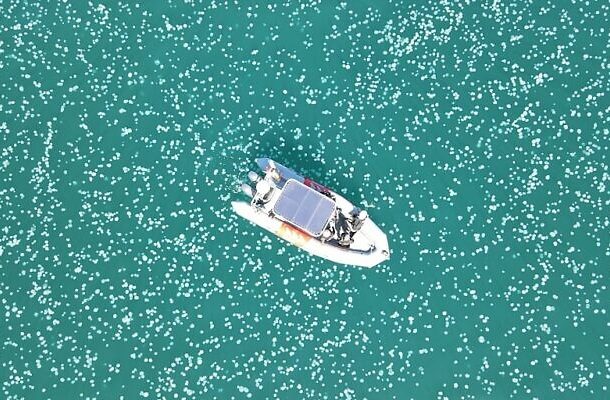 radio Jai -Enjambre de medusas frente a la costa cerca de Haifa, 19 de julio de 2022 (Rotem Sadeh/Autoridad de Parques y Naturaleza de Israel)