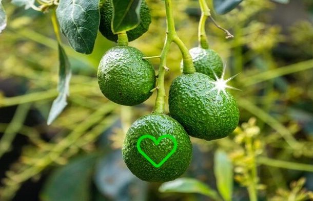 Radio Jai -Producción rápida de plántulas de aguacate