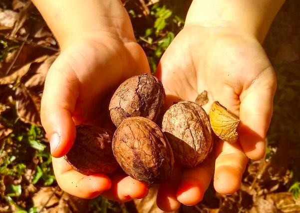Radio Jai -Biblia y Responsabilidad Ambiental: entre la producción destructiva y la idolatría naturista - Rabino Dr. Fishel Szlajen