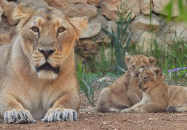 Radio Jai -El zoológico de Jerusalén acoge la segunda camada de leones asiáticos