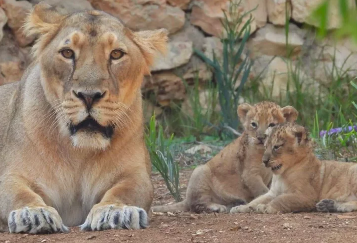Radio Jai -El zoológico de Jerusalén acoge la segunda camada de leones asiáticos