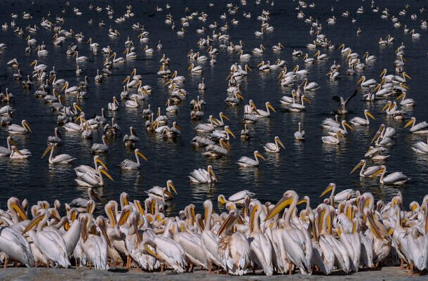 Radio Jai -Grandes pelícanos blancos nadan en un depósito de agua en Mishmar HaSharon en el valle de Hefer, Israel, el 4 de noviembre de 2022. (Oded Balilty/AP)