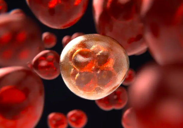 Radio Jai-Se ve una célula en mitosis, replicando sus cromosomas a medida que se divide (Ilustrativo). (Crédito de la foto: PIXABAY)