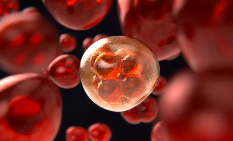 Radio Jai-Se ve una célula en mitosis, replicando sus cromosomas a medida que se divide (Ilustrativo). (Crédito de la foto: PIXABAY)