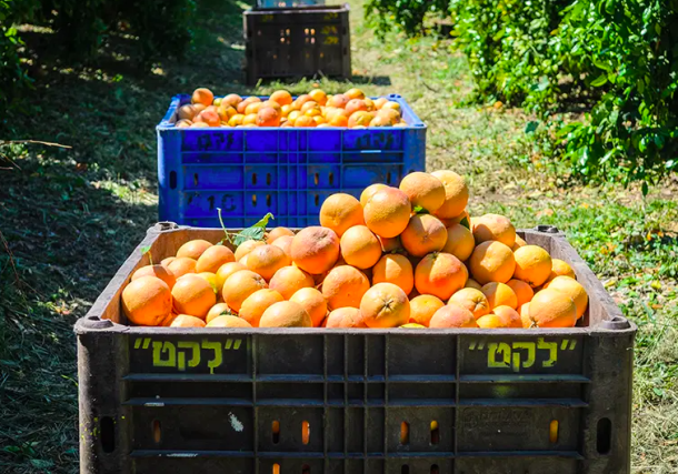 Radio Jai -(Naranjas de Israel Crédito de la foto: LEKET ISRAEL)
