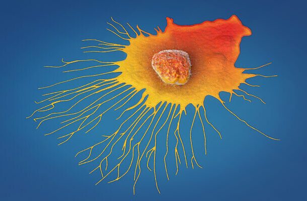 Radio Jai - Científicos israelíes dicen que la sustancia previene la propagación del cáncer en ratones con un 90% de éxito
