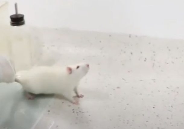 Radio Jai -Ratones viejos recuperan la vista y desarrollan un cerebro más joven en un nuevo estudio