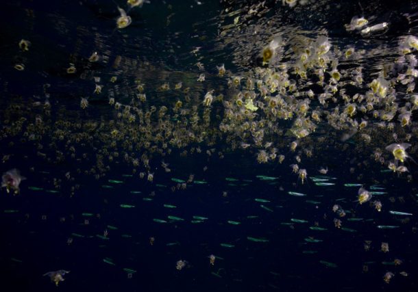 Radio Jai -Mariposas marinas avistadas en Eilat por primera vez en 29 años