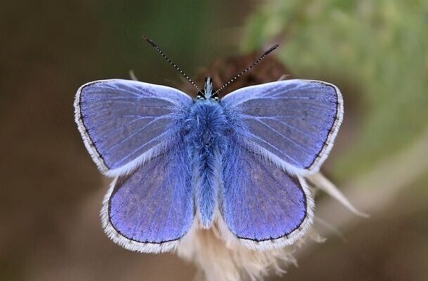 Radio Jai -Mariposa azul y blanca votada ícono nacional en vísperas del Día de la Independencia