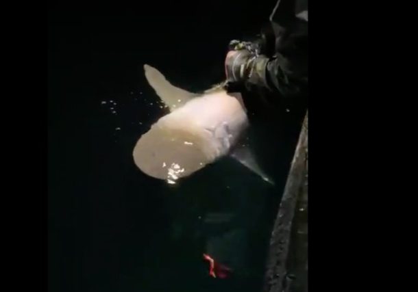 Radio Jai:Dos tiburones frente a la costa israelí reciben su nombre en honor a los rehenes rescatados de Hamas