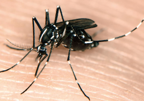 Radio Jai:Primero el virus del Nilo Occidental, ahora el dengue, azota Israel en un segundo brote transmitido por mosquitos