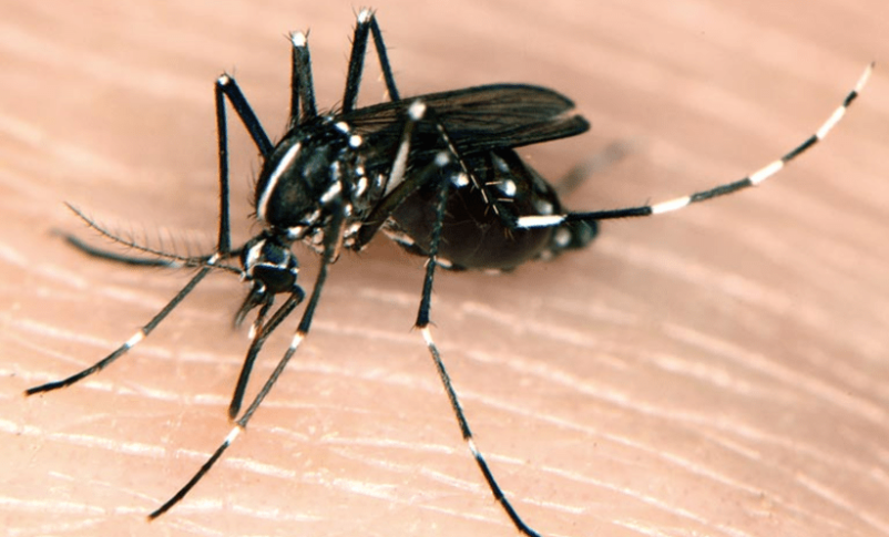 Radio Jai:Primero el virus del Nilo Occidental, ahora el dengue, azota Israel en un segundo brote transmitido por mosquitos