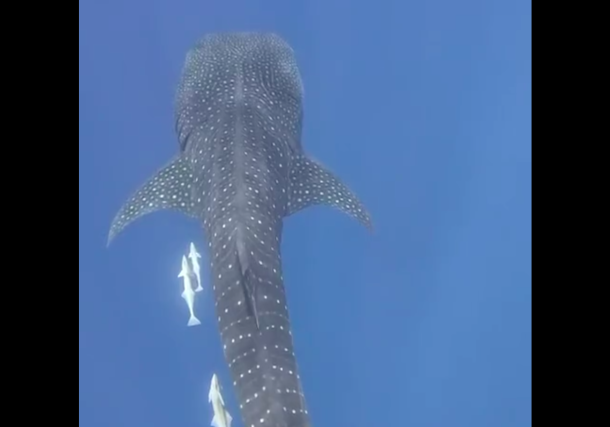 Radio Jai: Encuentran tiburón ballena en la costa de Eilat