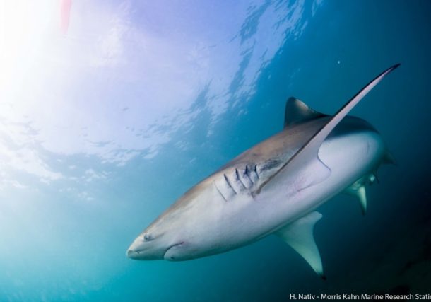 Radio Jai:Avistan banco de tiburones cerca de la central eléctrica de Ashkelon