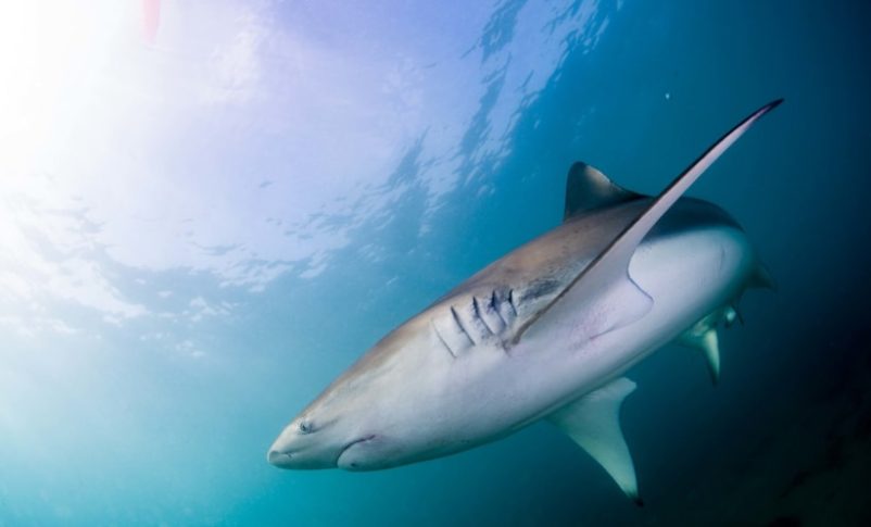 Radio Jai:Avistan banco de tiburones cerca de la central eléctrica de Ashkelon