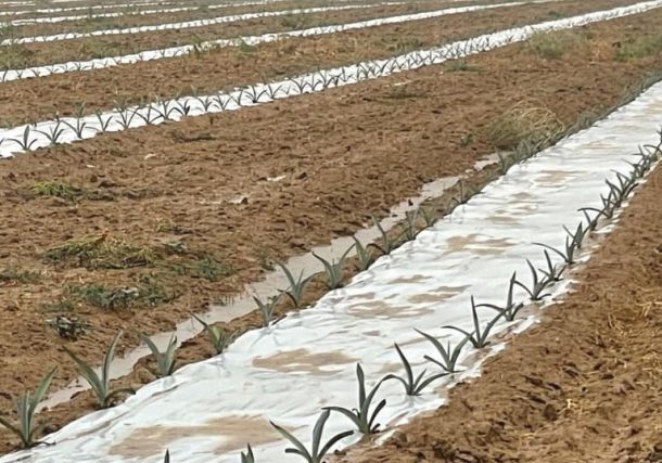 Radio Jai:Del whisky al vino: los residentes de la frontera de Gaza están construyendo un "imperio del alcohol"