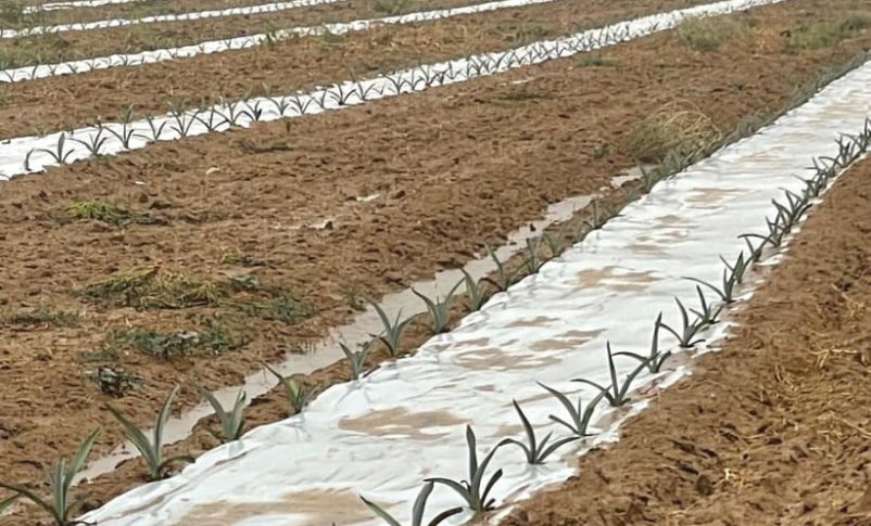 Radio Jai:Del whisky al vino: los residentes de la frontera de Gaza están construyendo un "imperio del alcohol"