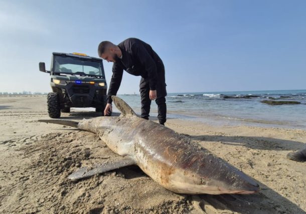 Radio Jai: Tiburón oscuro hembra embarazada encontrada muerta en la playa de Hadera