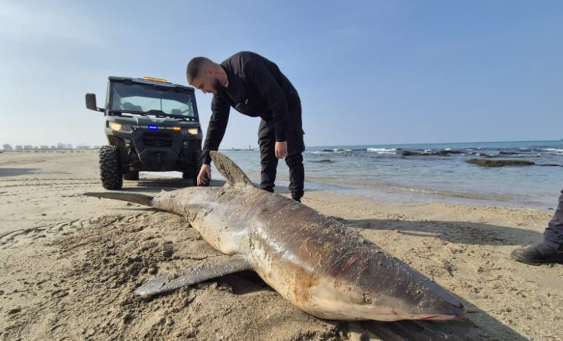 Radio Jai: Tiburón oscuro hembra embarazada encontrada muerta en la playa de Hadera