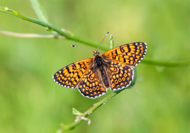 Radio Jai-Ariel Bibas, una mariposa naranja