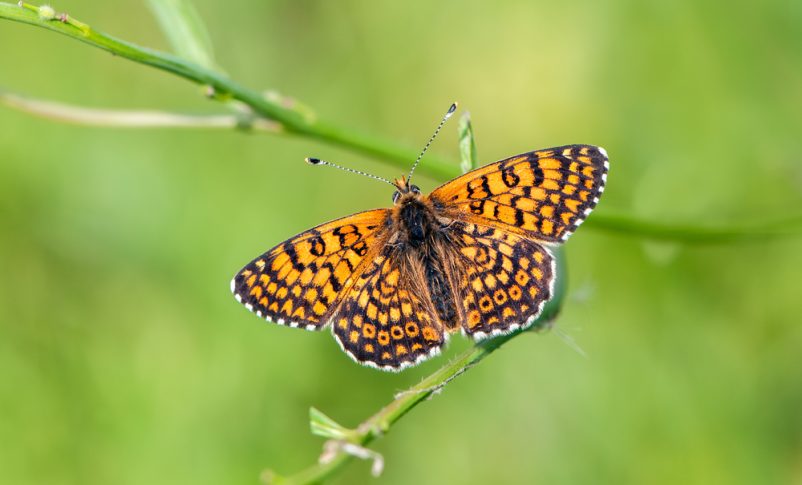 Radio Jai-Ariel Bibas, una mariposa naranja