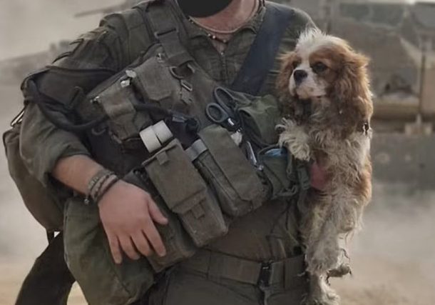 Radio Jai:Billy, el perro Spaniel encontrado en Gaza se reúne con su familia en el Kibutz Nir Oz