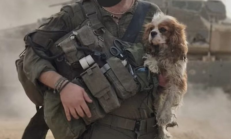 Radio Jai:Billy, el perro Spaniel encontrado en Gaza se reúne con su familia en el Kibutz Nir Oz