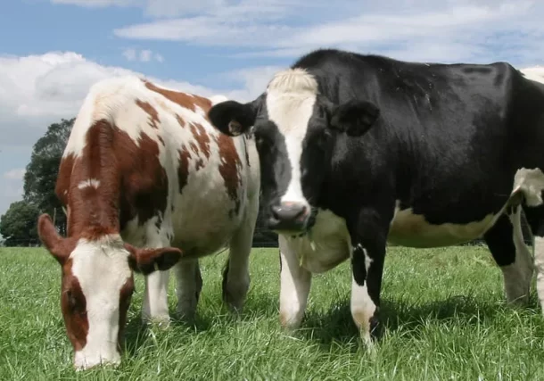 Radio Jai:Llegó desde Israel a la Argentina con un negocio millonario de vacas y Bluetooth