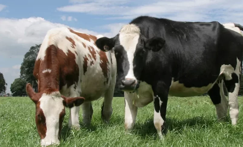 Radio Jai:Llegó desde Israel a la Argentina con un negocio millonario de vacas y Bluetooth