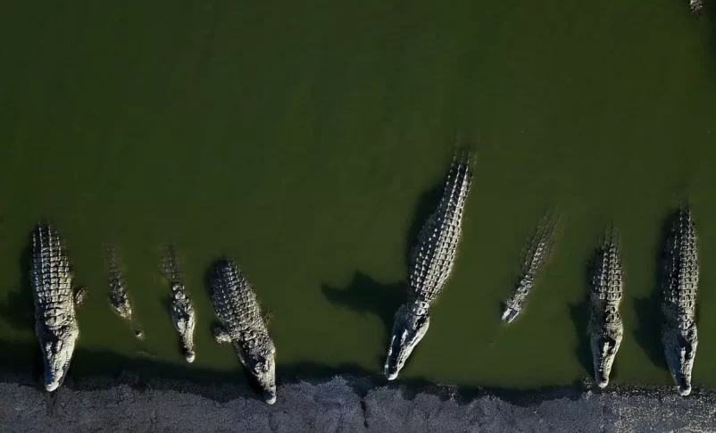 Radio jai: La granja cerca de Petzal fue liquidada y 262 cocodrilos fueron eliminados a tiros