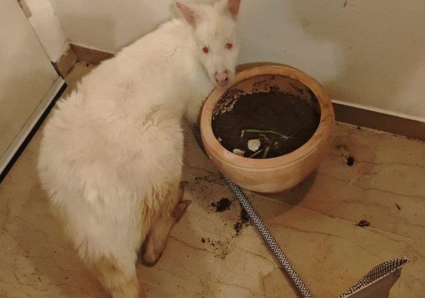 Radio Jai:En un apartamento del norte de Tel Aviv: encontraron un canguro robado de un zoológico en el valle de Beit Shean