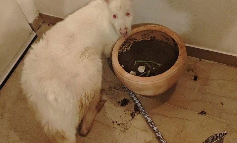 Radio Jai:En un apartamento del norte de Tel Aviv: encontraron un canguro robado de un zoológico en el valle de Beit Shean